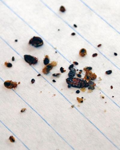 Bed Bugs
