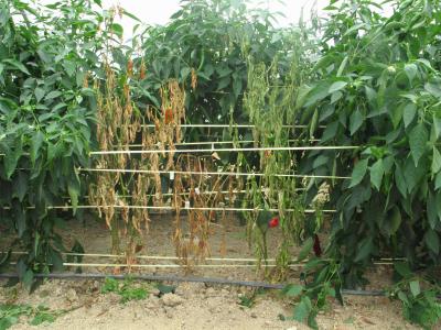 Pepper Cultivation