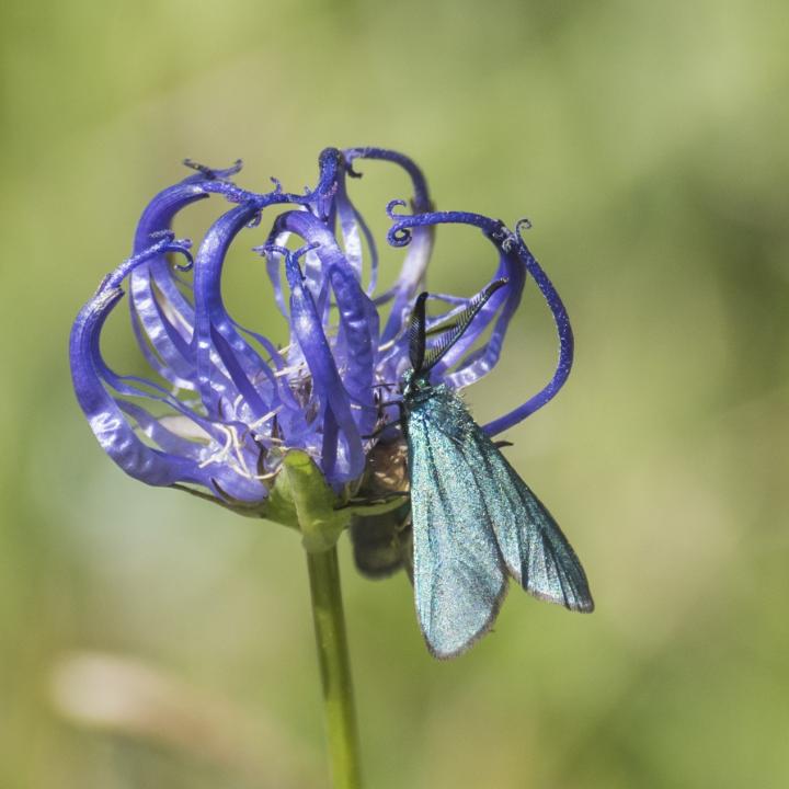 <em>Phyteuma hemisphaericum</em>