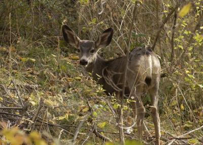 Deer