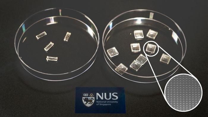 2025 1209 Microneedles for plant growth 3