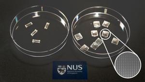 2025 1209 Microneedles for plant growth 3