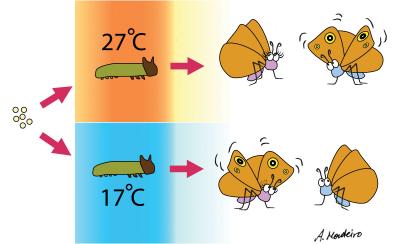Seasonal Switch in Butterfly Sexual Signals (5 of 5)