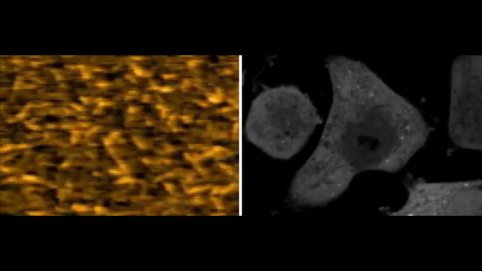 Spontaneous assembling of CAHS1 proteins into fibrous condensates under desiccation-mimicking conditions
