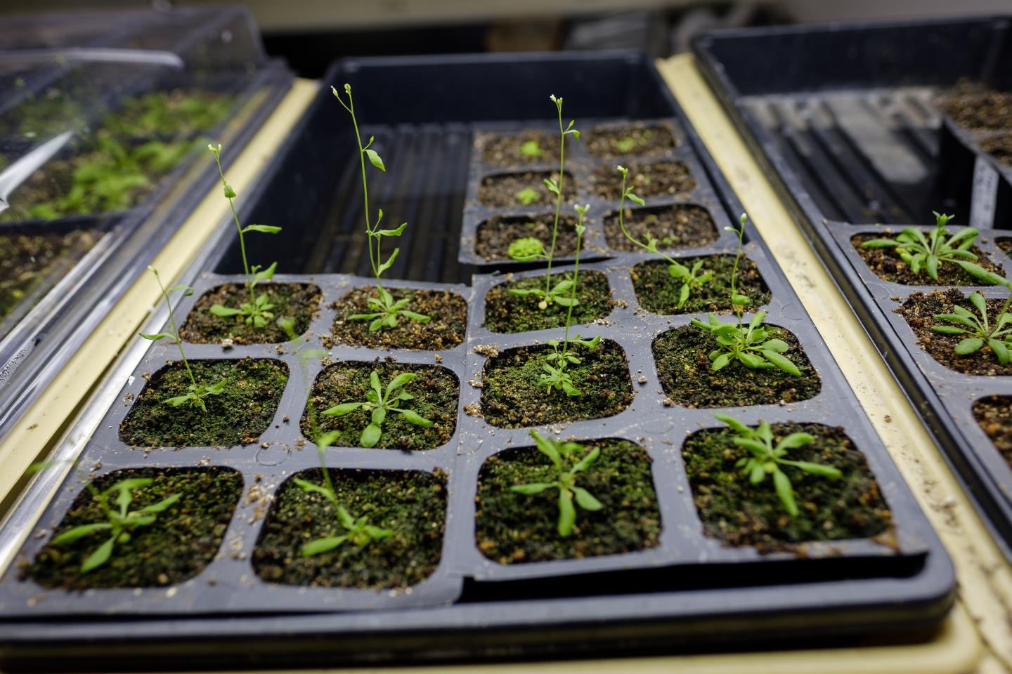 <i>Arabidopis</i> Plants