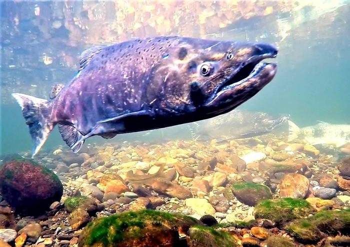 A salmon in the wild