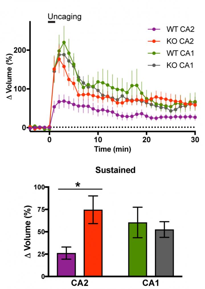 RGS14 Suppresses CA2 Spine Structural Plasticity