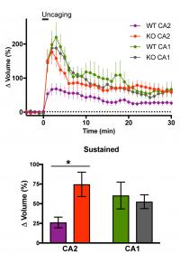 RGS14 Suppresses CA2 Spine Structural Plasticity