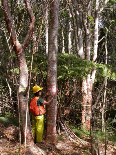 Faster Koa Tree Growth Without Adverse Ecosystem Effects