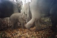 Asian Elephants in Thailand