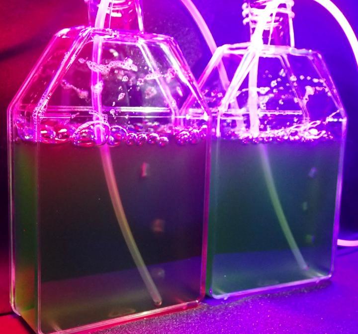 Resetting the Algal Clock