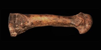 Foot Bone Suggests Lucy's Kin Had Arched Foot, For Walking (2 of 6)