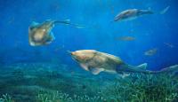 Life Reconstruction of <i>Qilinyu</i> (2 of 2)