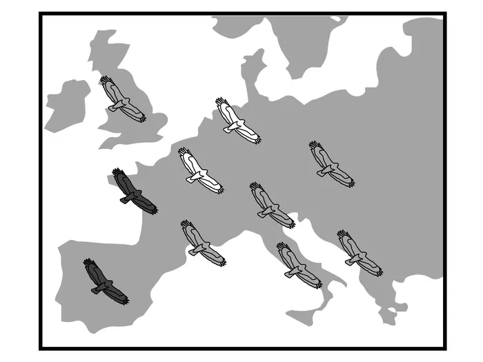Europe-wide map of buzzard colouration