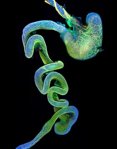 Gut Nervous System