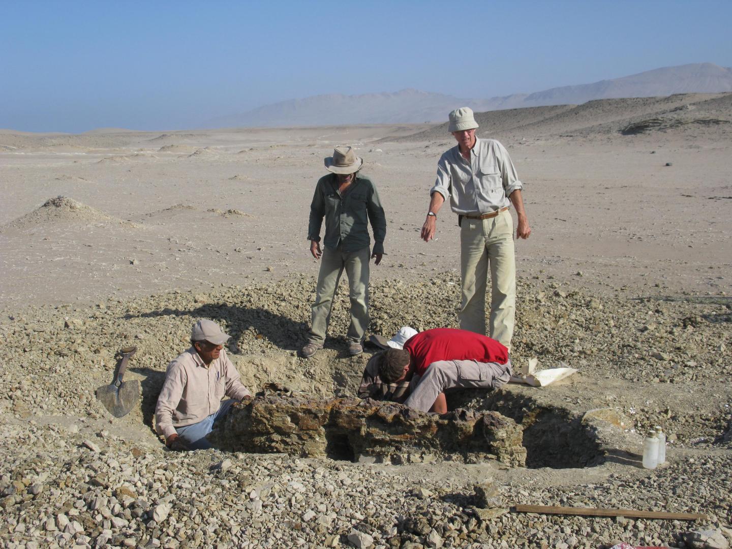 <i>Mystacodon selenensis</i> Dig