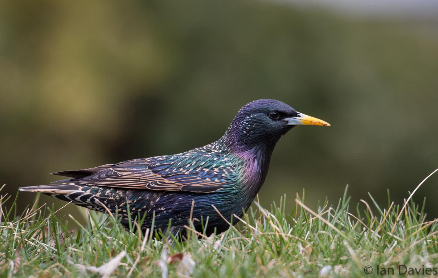 European Starling 1