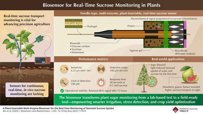 Biosensor for Real-Time Sucrose Monitoring in Plants