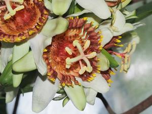 Passiflora tine, an extremely rare plant held by two gardens worldwide including Cambridge University Botanic Garden