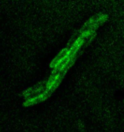 Cytochrome bd-I