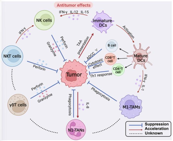 The antitumor mechanism of cytokines.