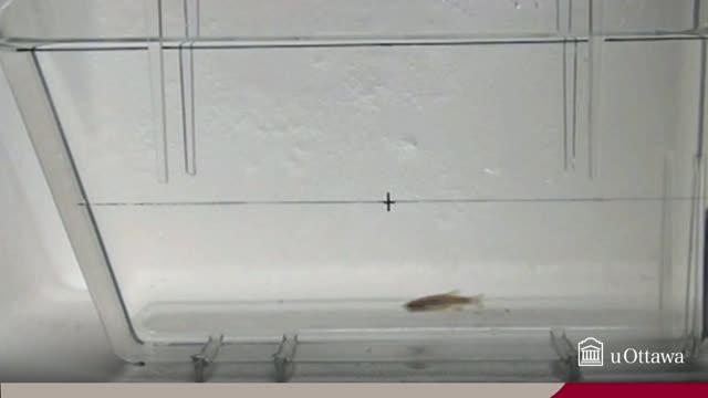 Control -- Untreated Male Zebrafish