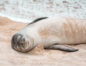 Hawaiian Monk Seal sleeping