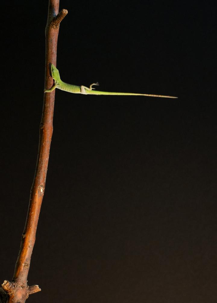 Anolis carolinensis