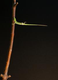 Anolis carolinensis
