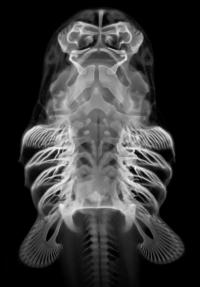 Embryonic Bamboo Shark