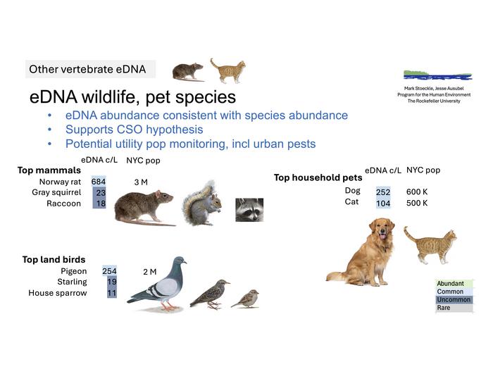 Indicators of rat and other terrestrial wildlife populations in NYC