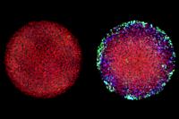 Embryo Differentiation