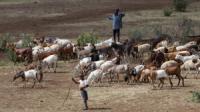 Tanzania's Serengeti National Park at Risk