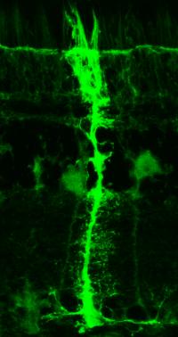 Muller Glia