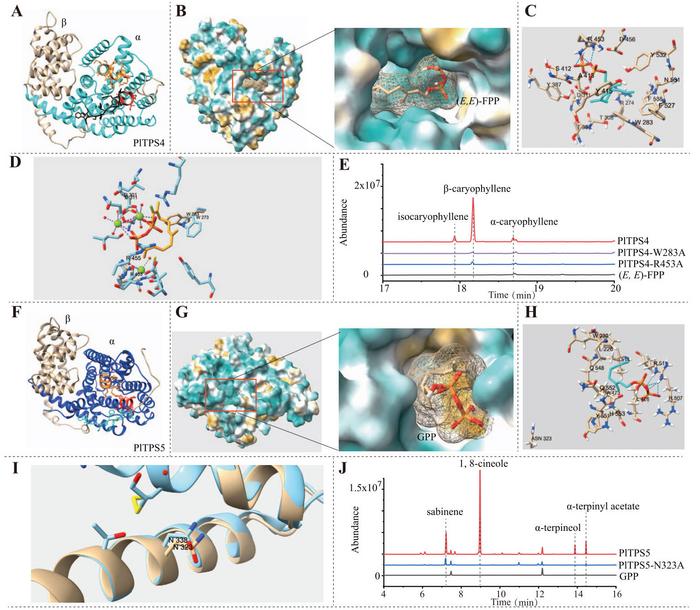 Screening of key amino acids that affect the function of TPS protein.