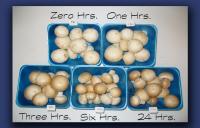 Vitamin D Mushrooms