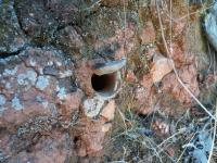 Open Trapdoor