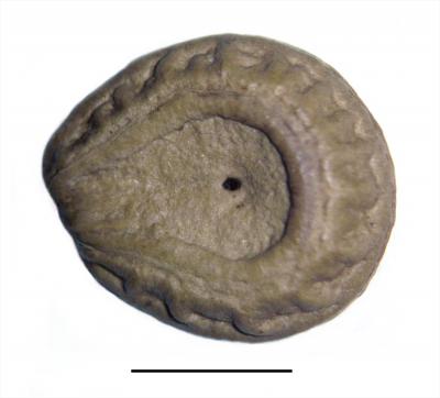 <i>C. arenicola</i> (1 of 2)