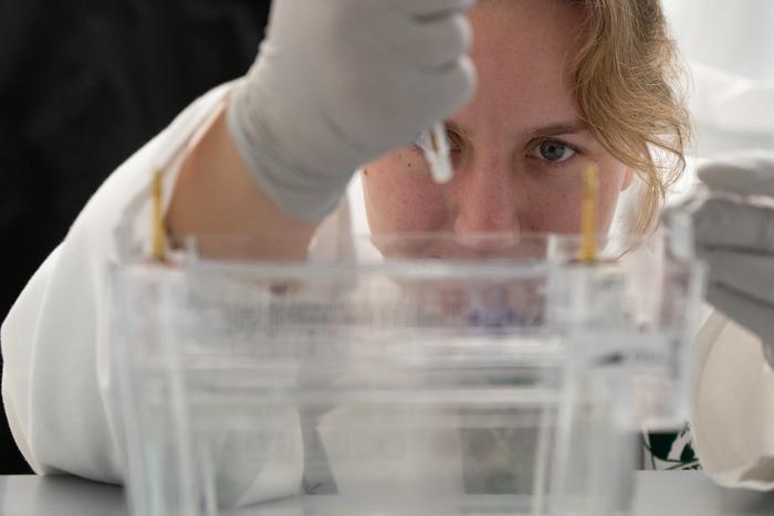 Loading a western blot
