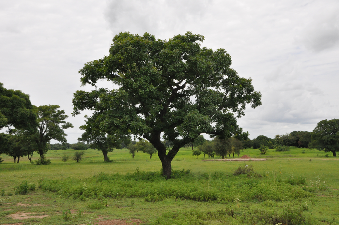 Shea tree genome