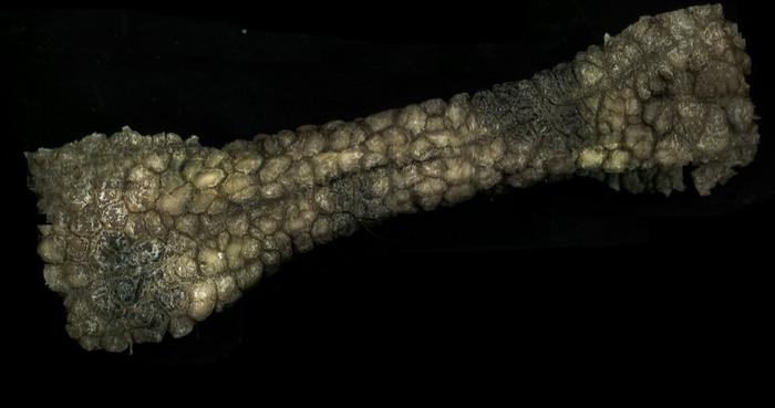 Asian elephant trunk