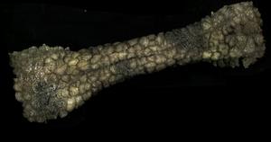 Asian elephant trunk