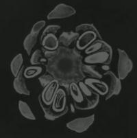 Computer Animation of Serial Transverse Section of <i>Pinus pinea</i> Cone