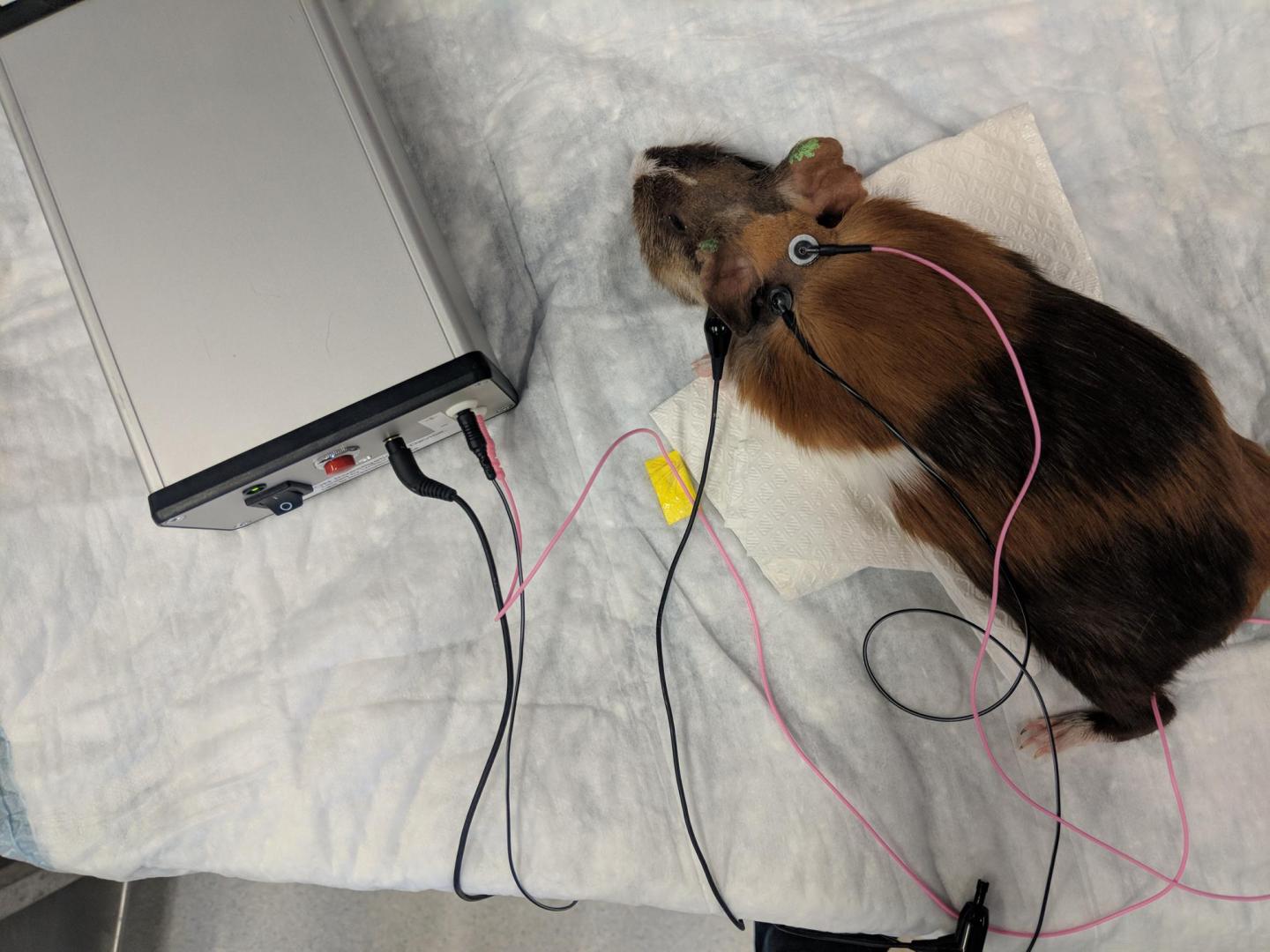 Noninvasive Tinnitus Treatment Turns Volume Down on Phantom Noises (3 of 7)