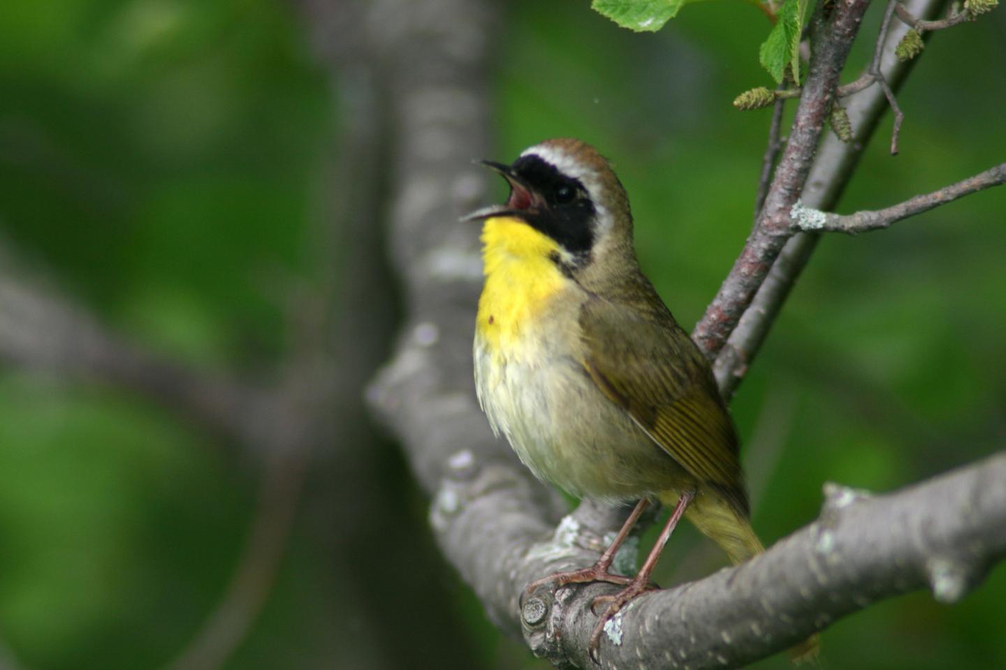 Common Yellowthroat