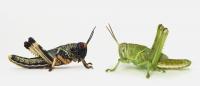 Desert Locusts