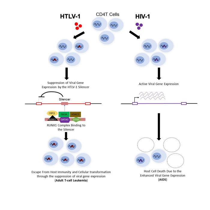 Different Survival Strategies of HTLV-1 and HIV-1