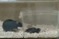 Behavioral Task in a Mouse Mother-Pup Dyad