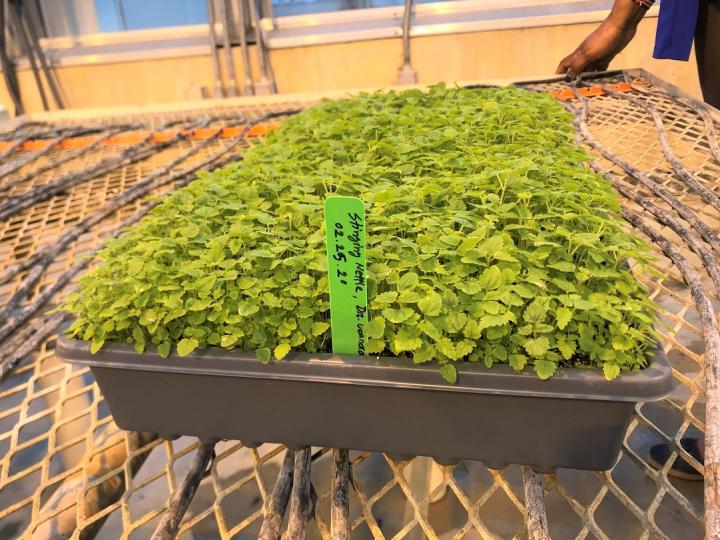 Nettle Microgreens
