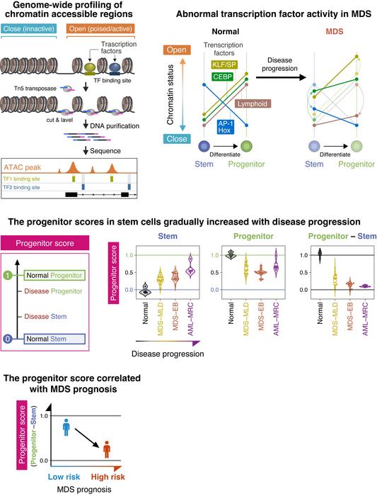 Genome-wide profiling of chromatin accessible regions